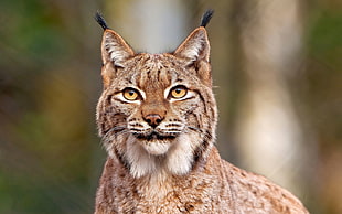 Lynx photography